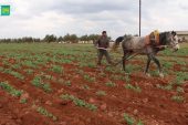أهالي ريف حلب الشمالي يحرثون أراضيهم بالطرق البدائية
