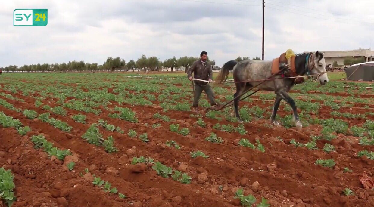 أهالي ريف حلب الشمالي يحرثون أراضيهم بالطرق البدائية