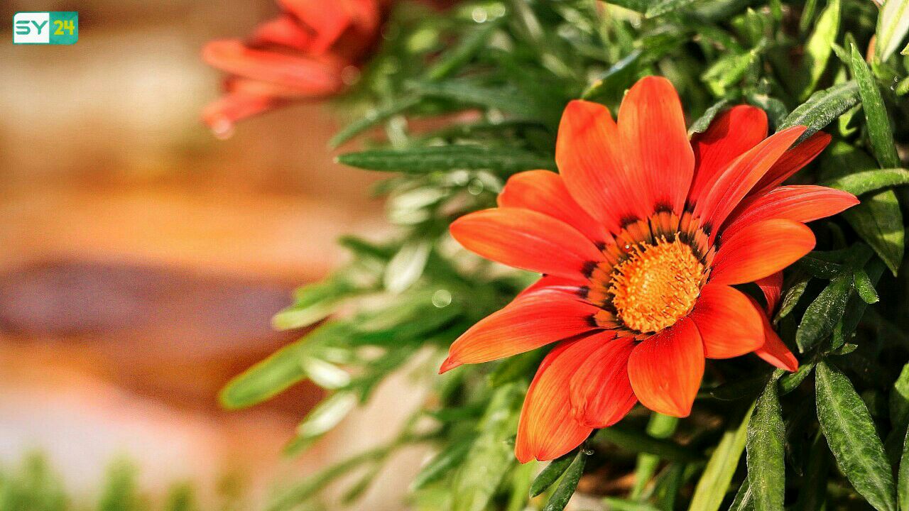 ورد إدلب.. حين ننظر للحياة من زواياها الجميلة