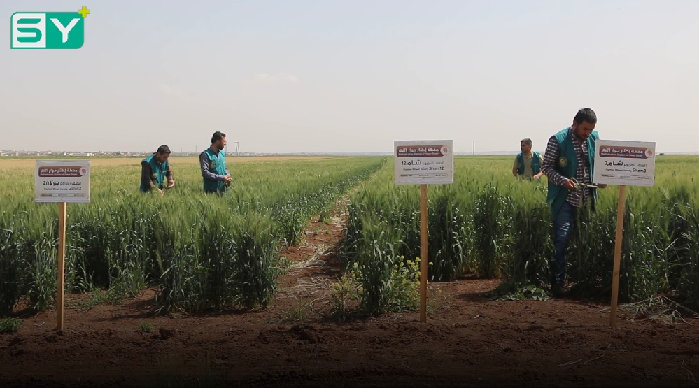 مؤسسة “إكثار البذار” في ريف حلب تنفذ عدداً من المشاريع لتحسين الإنتاج الزراعي