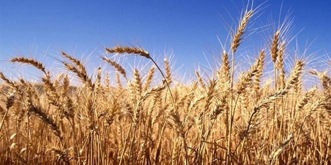 النظام يمنع مزارعي حماة من جني محصول القمح