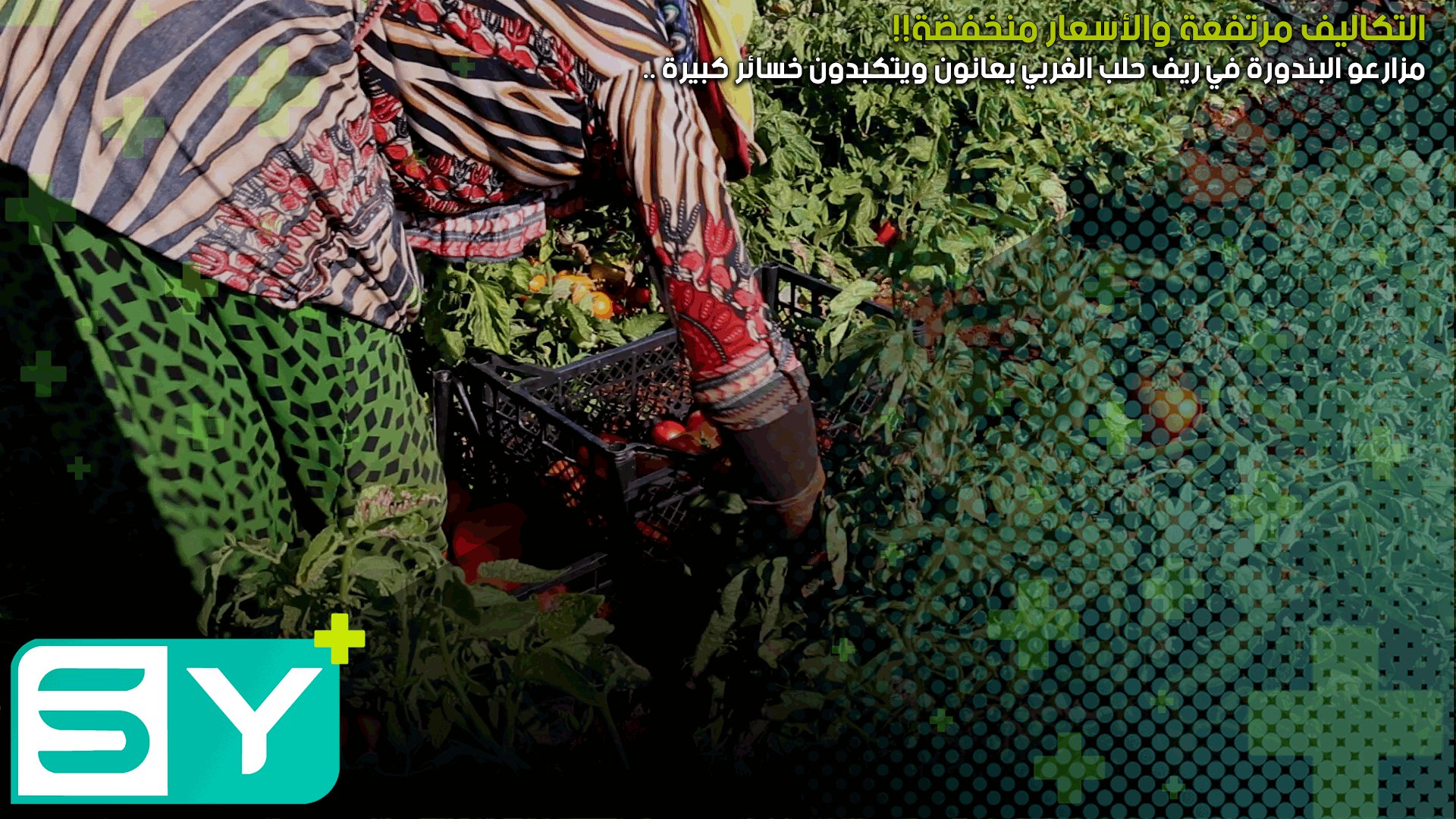 مزارعو البندورة في ريف حلب الغربي يعانون ويتكبدون خسائر كبيرة .. التكاليف مرتفعة والأسعار منخفضة