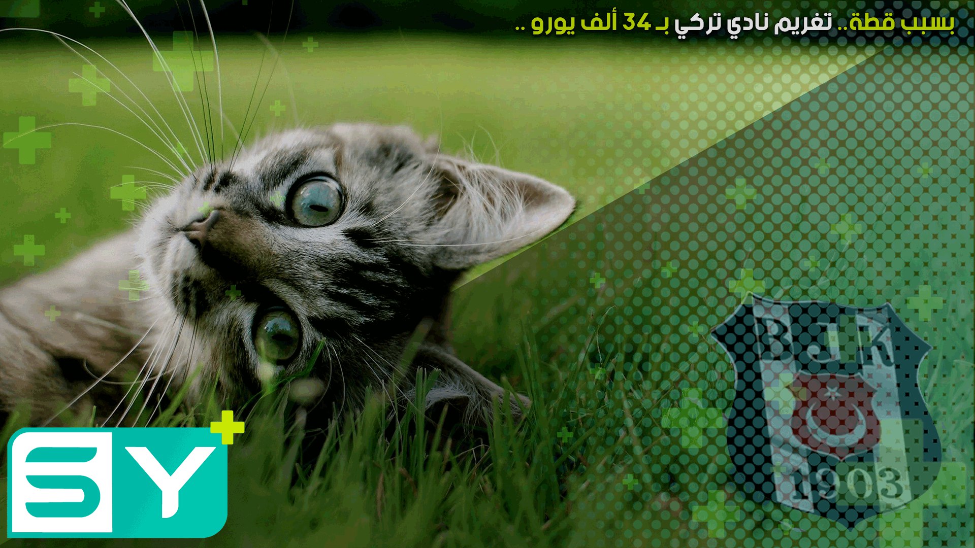 بسبب قطة.. تغريم نادي تركي بـ34 ألف يورو