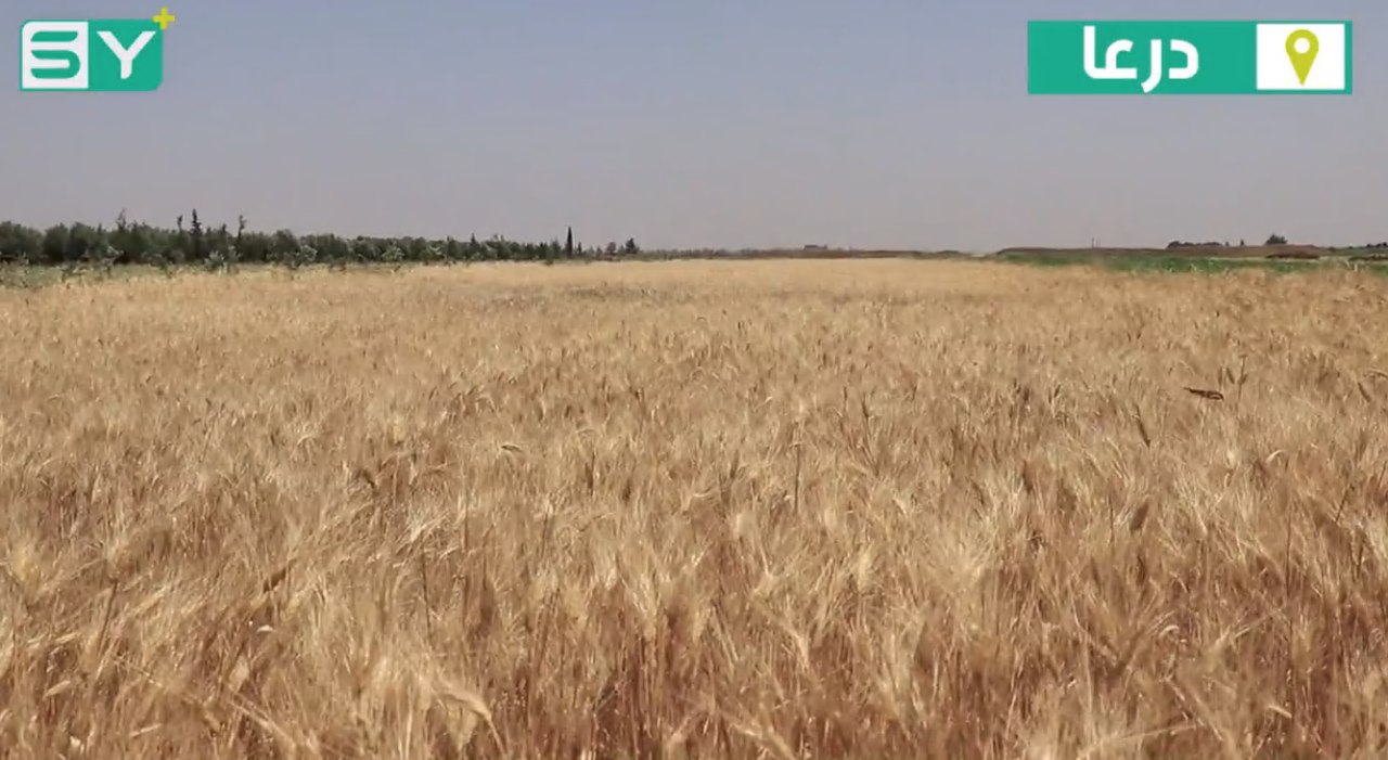 تعرف على أبرز المشاكل التي تواجه المزارع خلال حصاد القمح في درعا