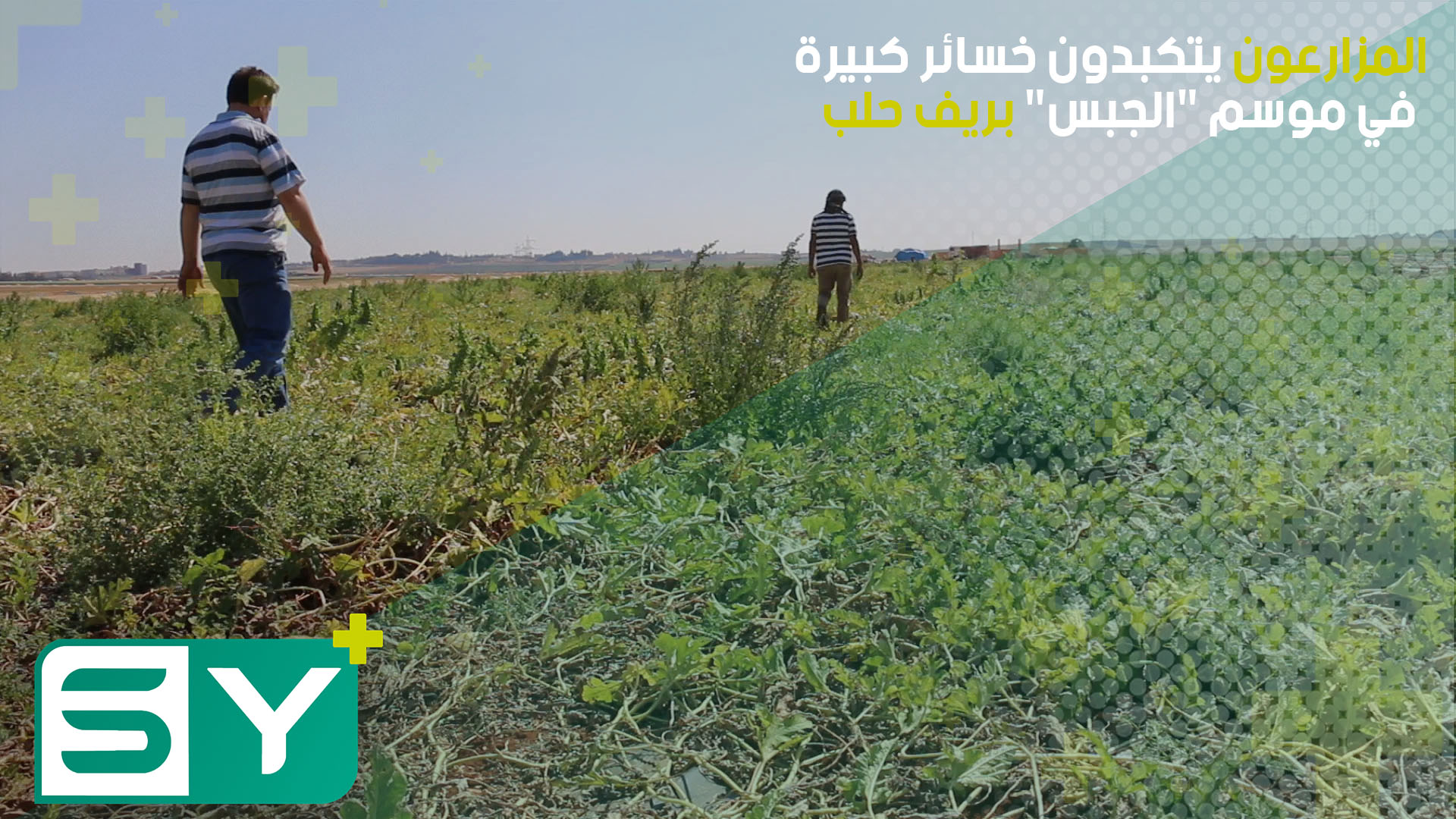 المزارعون يتكبدون خسائر كبيرة  في موسم “الجبس” بريف حلب