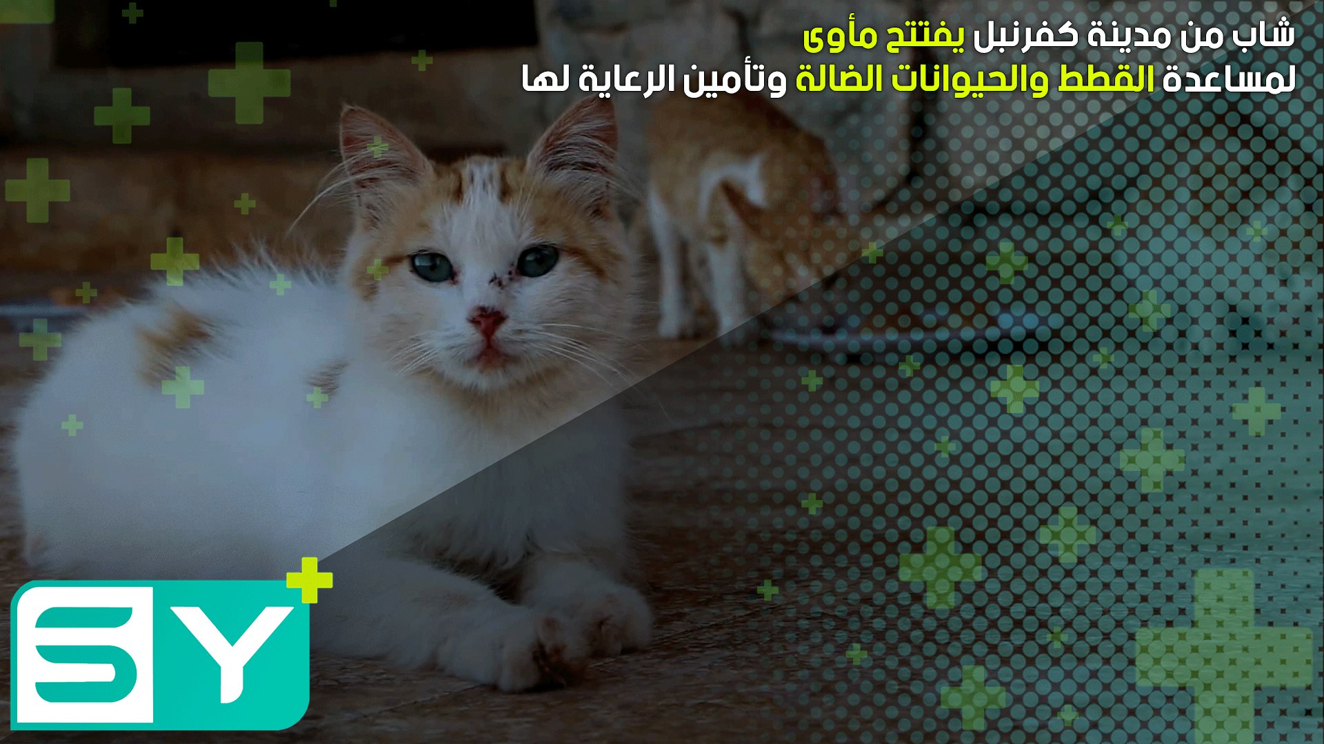 شاب من مدينة كفرنبل يفتتح مأوى لمساعدة القطط والحيوانات الضالة وتأمين الرعاية لها