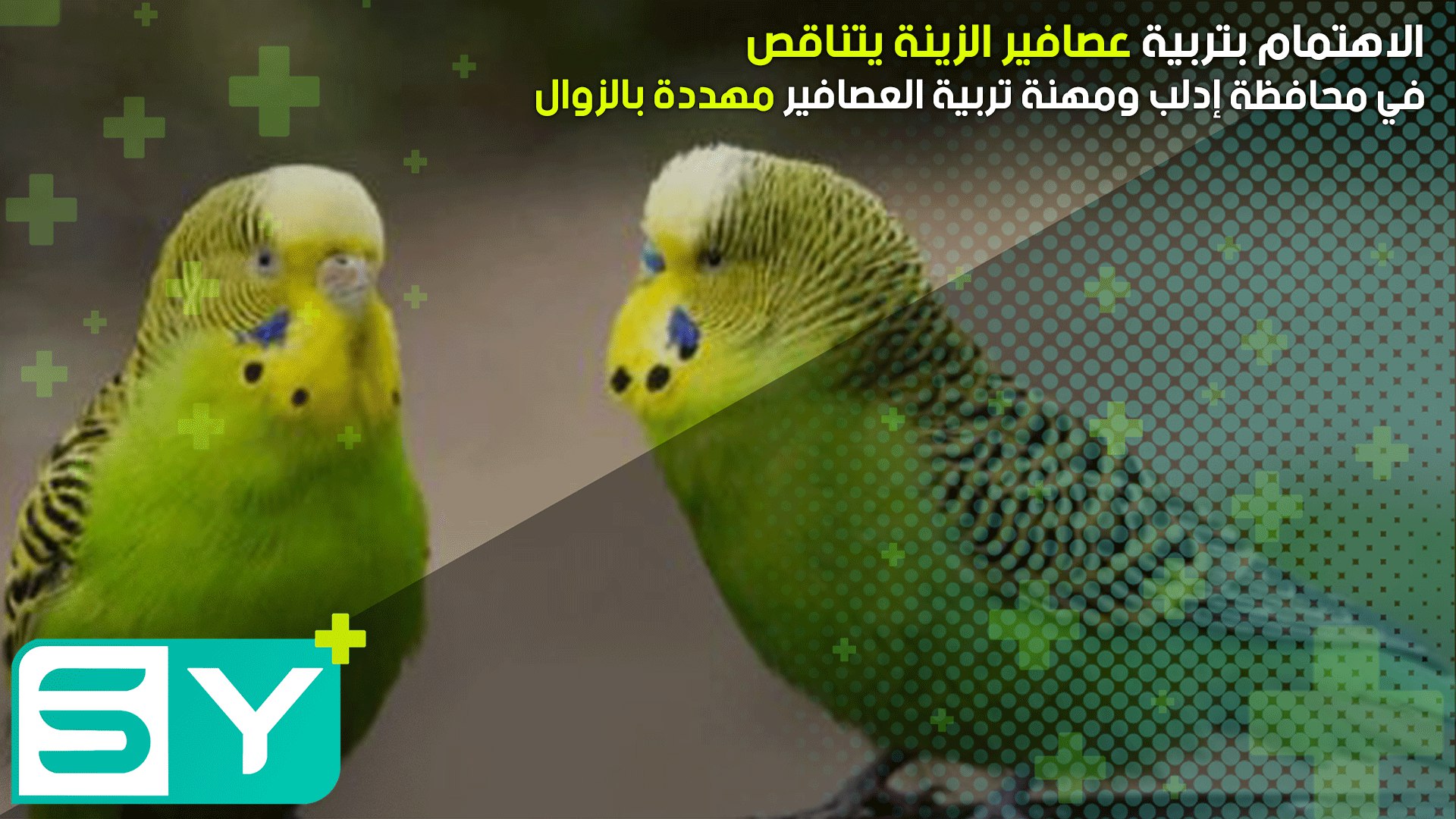 الاهتمام بتربية عصافير الزينة يتناقص في محافظة إدلب ومهنة تربية العصافير مهددة بالزوال