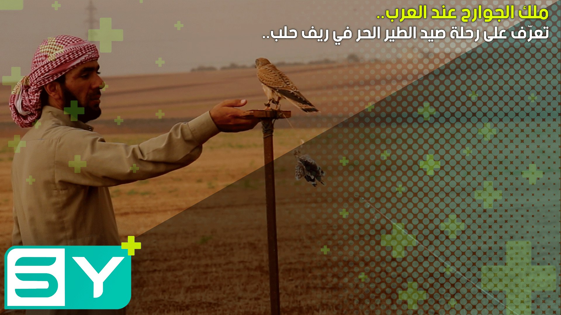 تعرّف على رحلة صيد الطير الحر في ريف حلب.. ملك الجوارح عند العرب