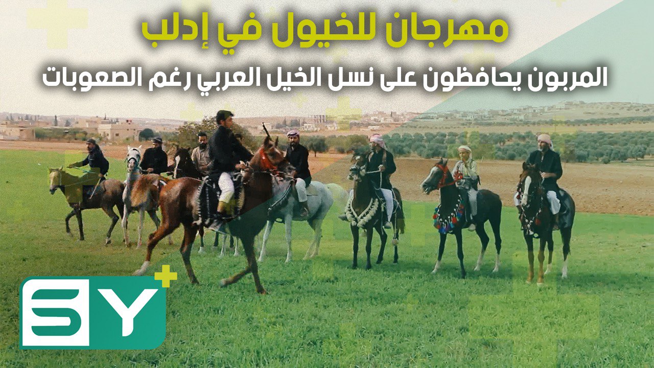 مهرجان للخيول في إدلب.. المربون يحافظون على نسل الخيل العربي رغم الصعوبات