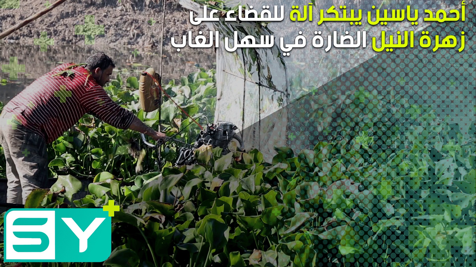 أحمد ياسين يبتكر آلة للقضاء على زهرة النيل الضارة في سهل الغاب