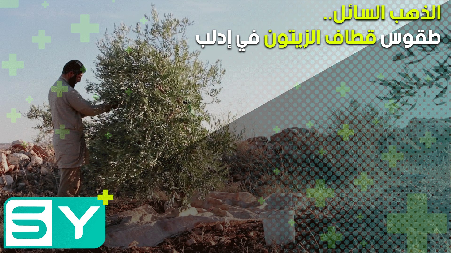 الذهب السائل.. طقوس قطاف موسم الزيتون في إدلب