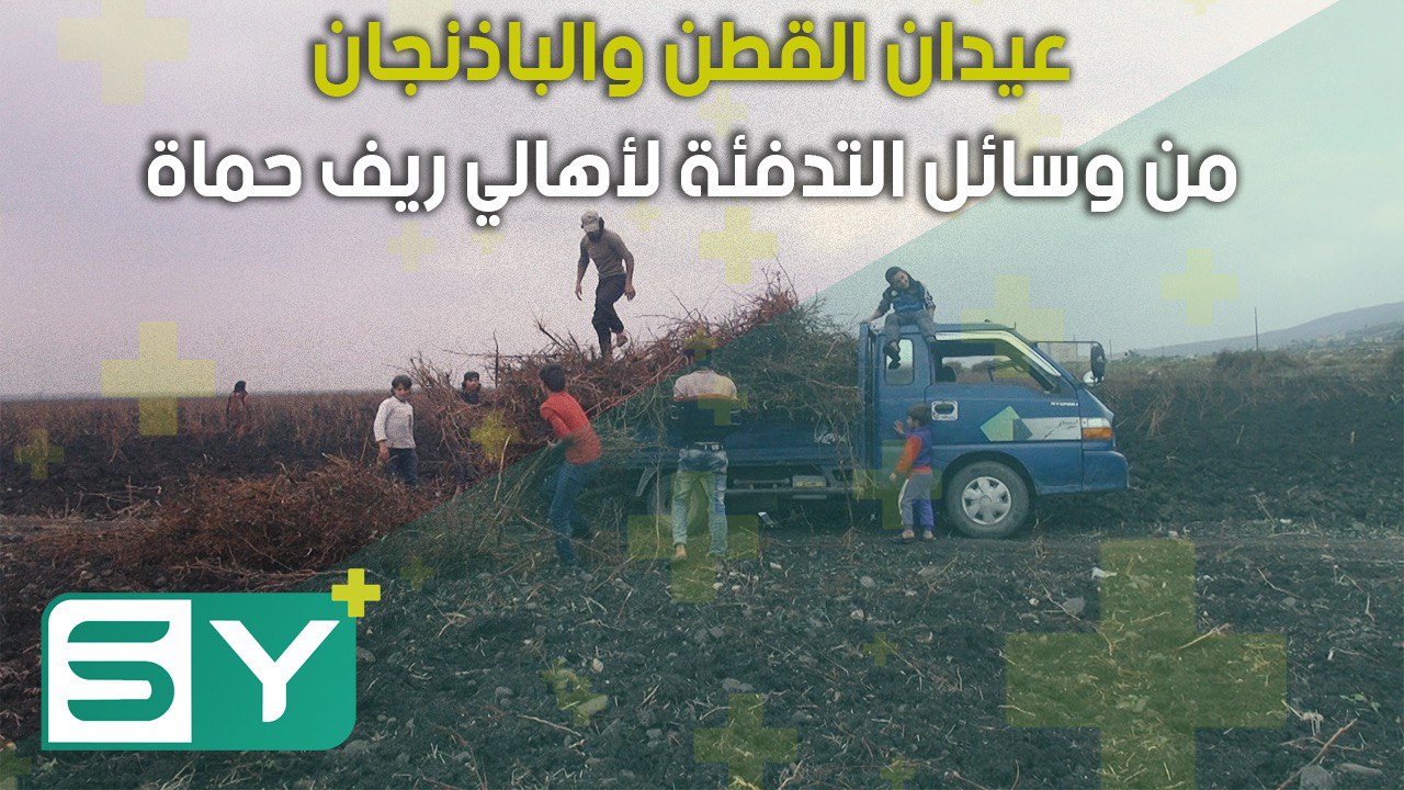 عيدان القطن والباذنجان.. من وسائل التدفئة لأهالي ريف حماة