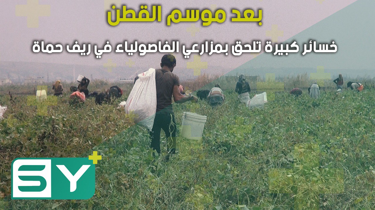 بعد موسم القطن.. خسائر كبيرة تلحق بمزارعي الفاصولياء في ريف حماة