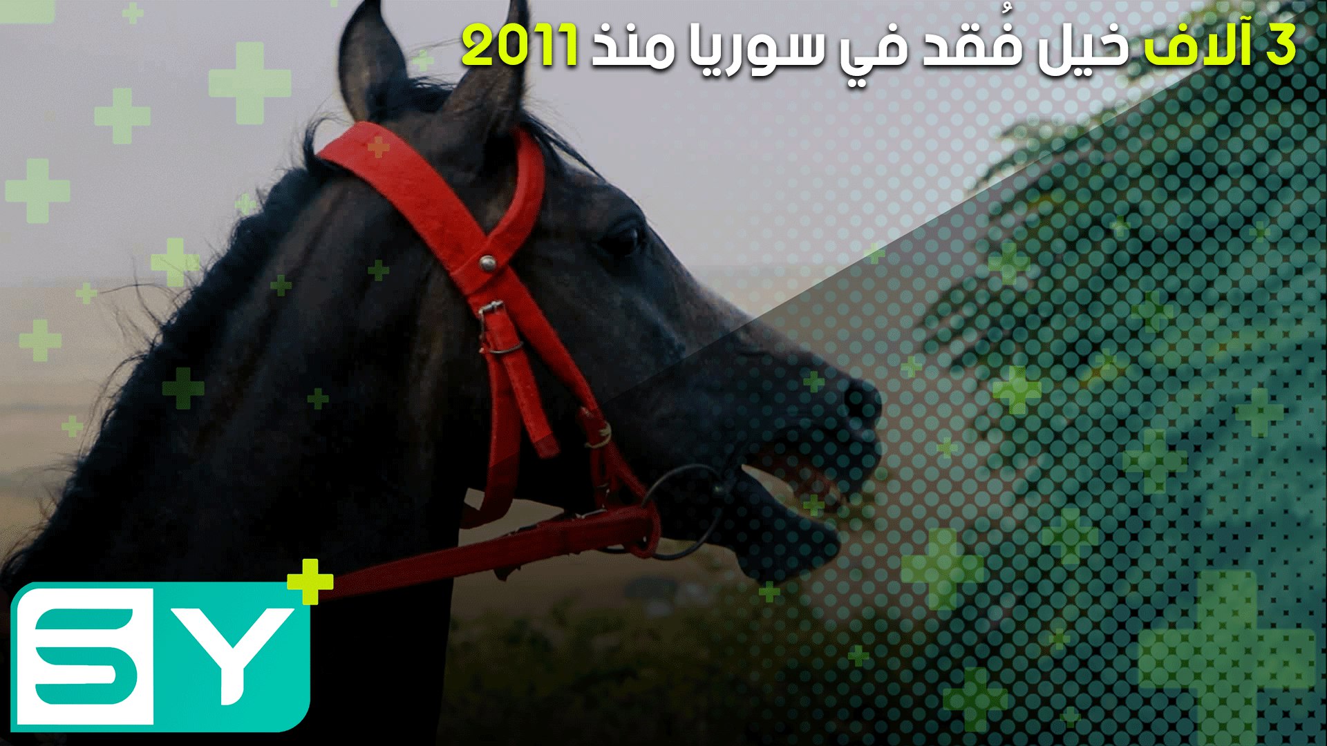 3 آلاف خيل فُقد في سوريا منذ 2011