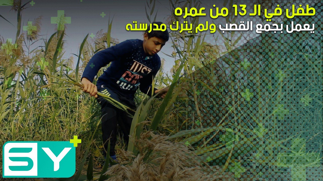 طفل في الـ 13 يعمل بجمع القصب ولم يترك مدرسته