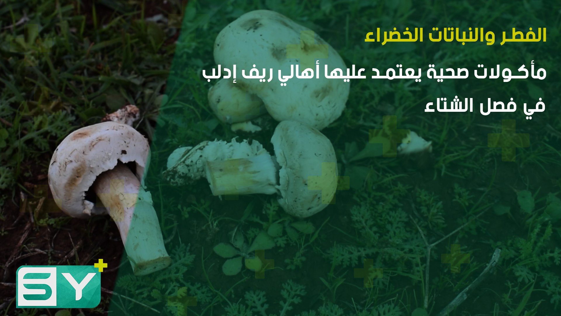 الفطر والنباتات الخضراء.. مأكولات صحية يعتمد عليها أهالي ريف إدلب في فصل الشتاء