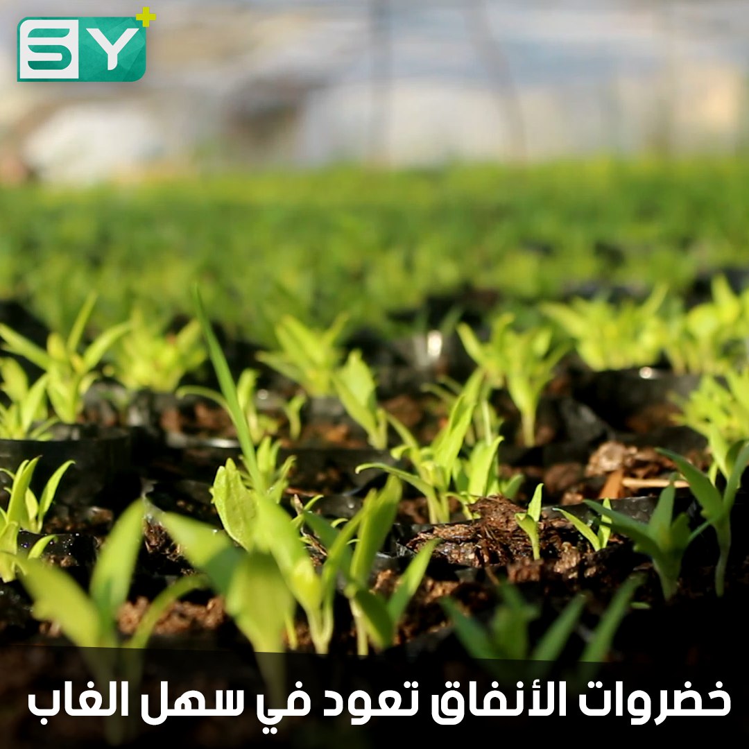 زراعة الأنفاق البلاستيكية تنتشر في سهل الغاب رغم غلاء الأسعار