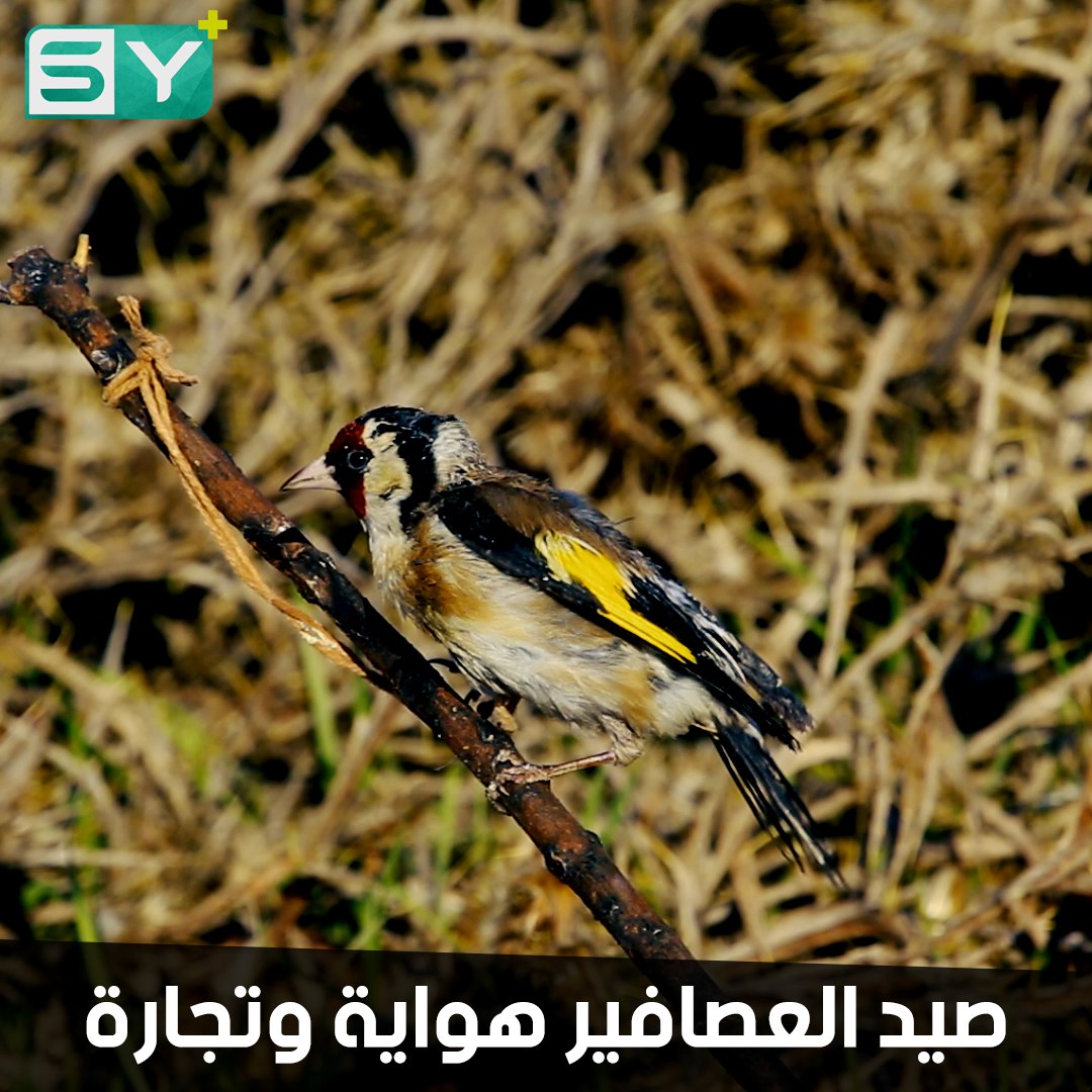 صيد العصافير في ريف حلب من الهواية إلى مصدر الرزق