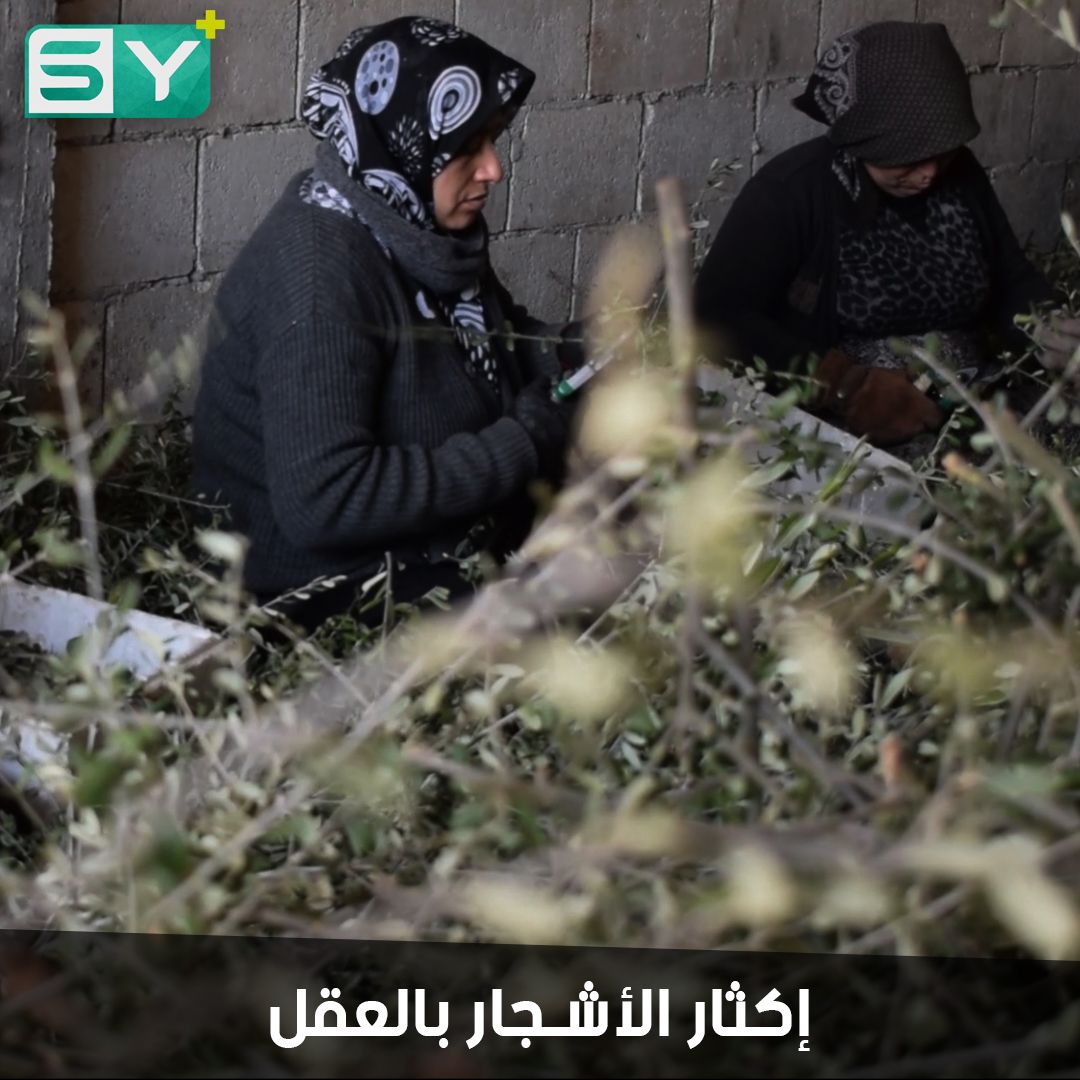 زراعة العُقل.. عملية يقوم بها معظم المزارعين للحصول على أشجار جديدة