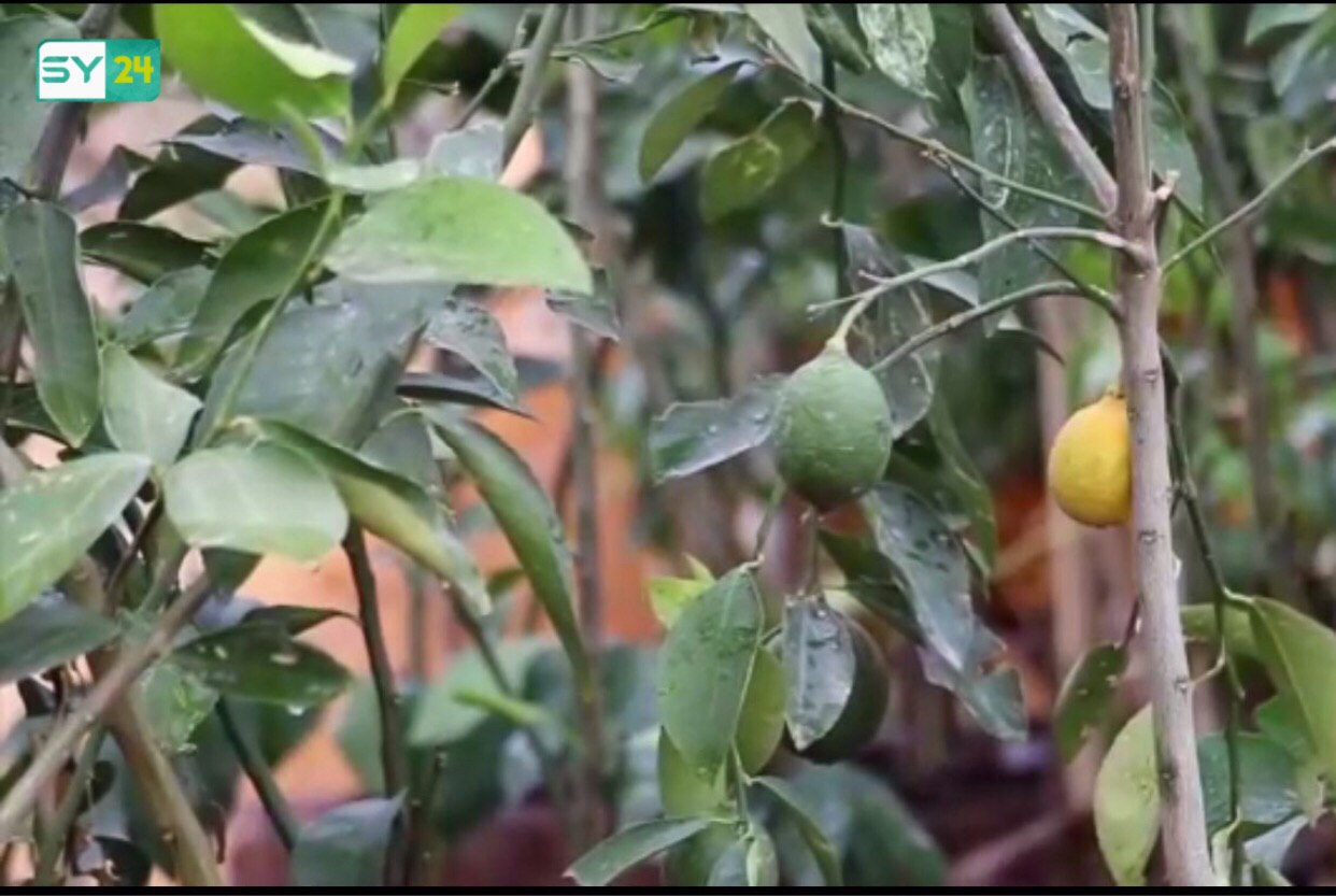 المزروعات الهجينة ثورة زراعية تنطلق في ريف إدلب