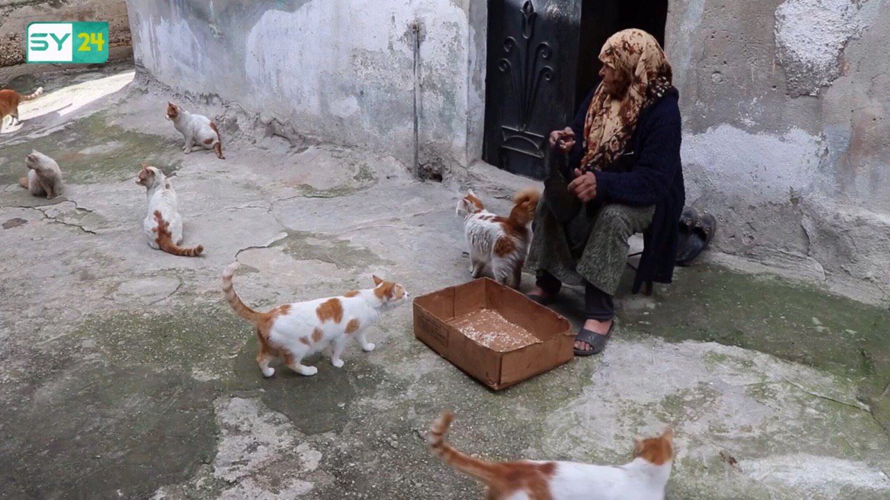 تعرف على سيدة من إدلب تلقب بـ “أم القطط”