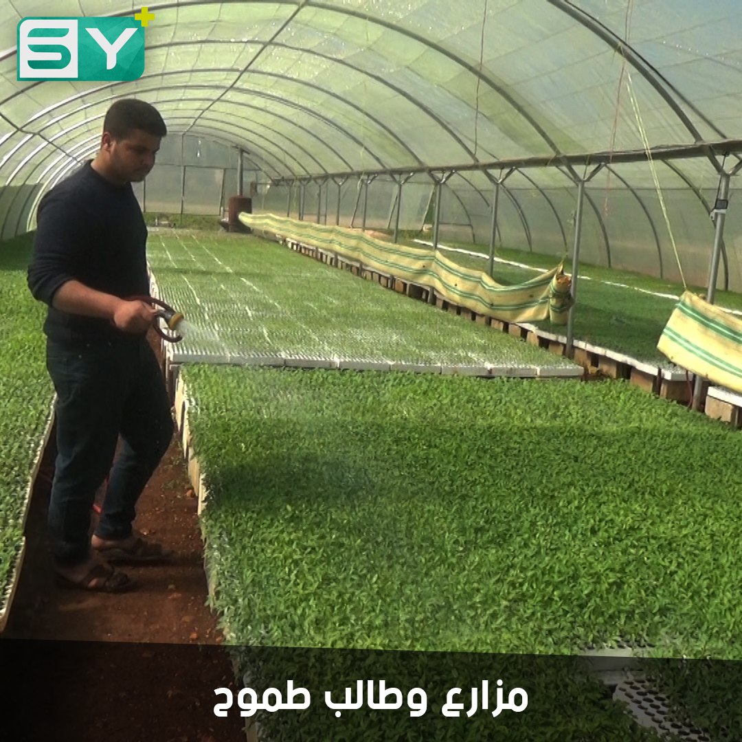 علي العمر.. مزارع يعمل في البيوت البلاستيكية وطالب مجد يسعى للنجاح