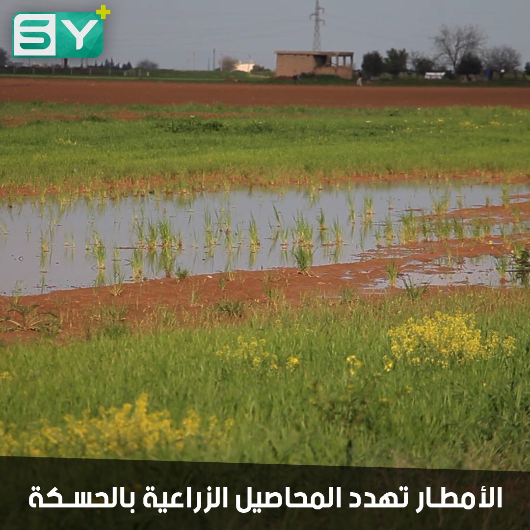 الأمطار الغزيرة تلحق الضرر بمعظم المحاصيل الزراعية في الجزيرة السورية