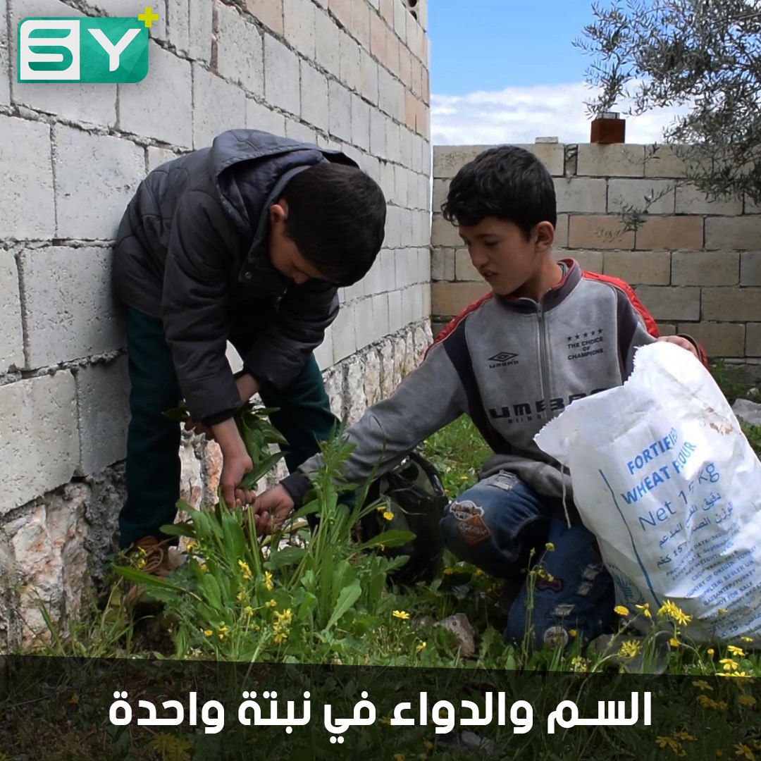 اللوف أو “سم الحية”.. نبات سام يستخدم للطبخ واستخراج العقاقير الطبية