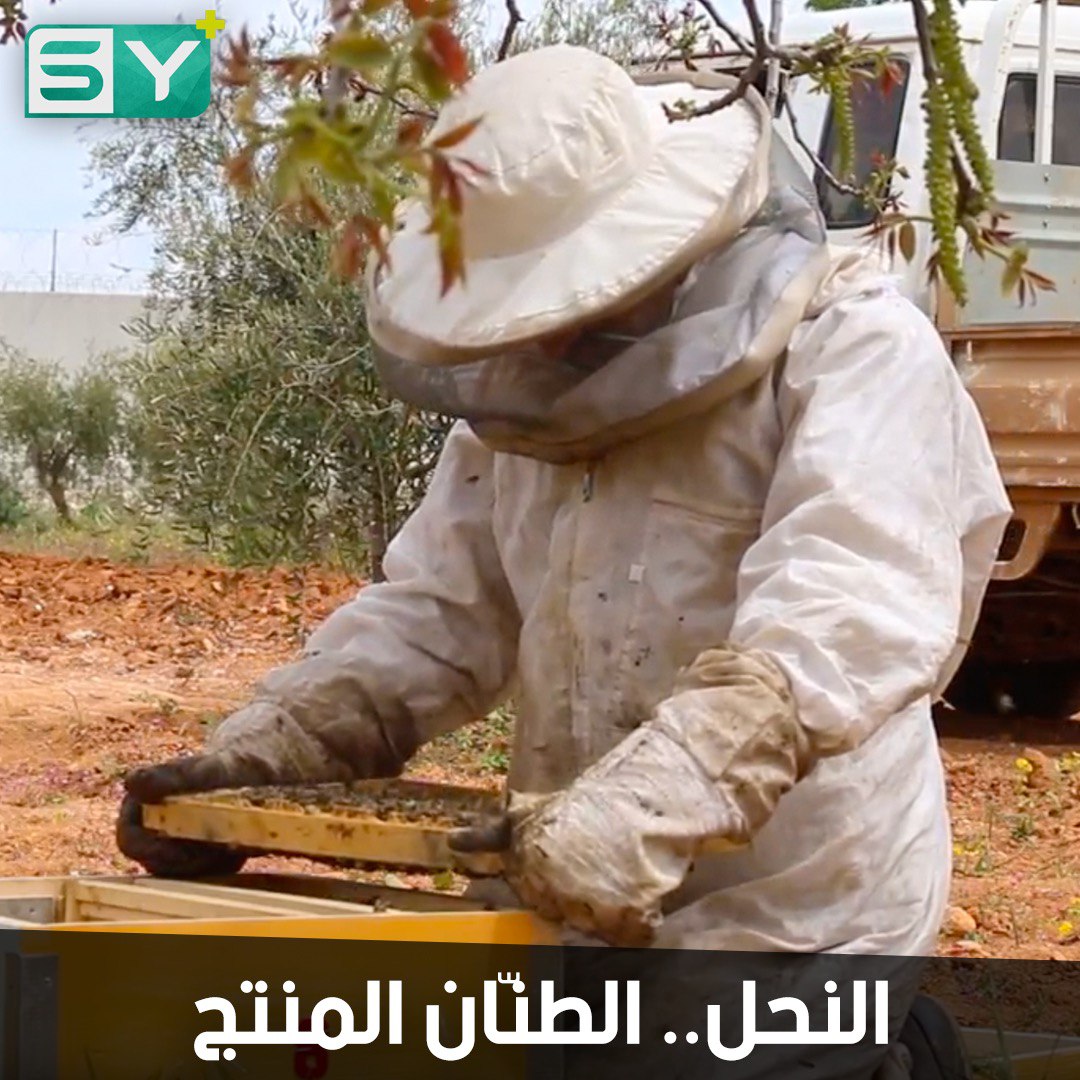 تربية النحل تنشط في ريف حلب.. مشاريع بتكلفة قليلة وأرباح مرضية