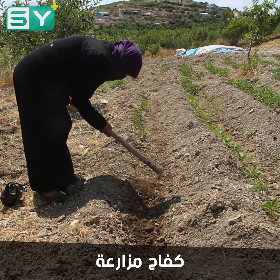 عزيزة رشو.. مزارعة تكافح من أجل أطفالها بعد وفاة زوجها