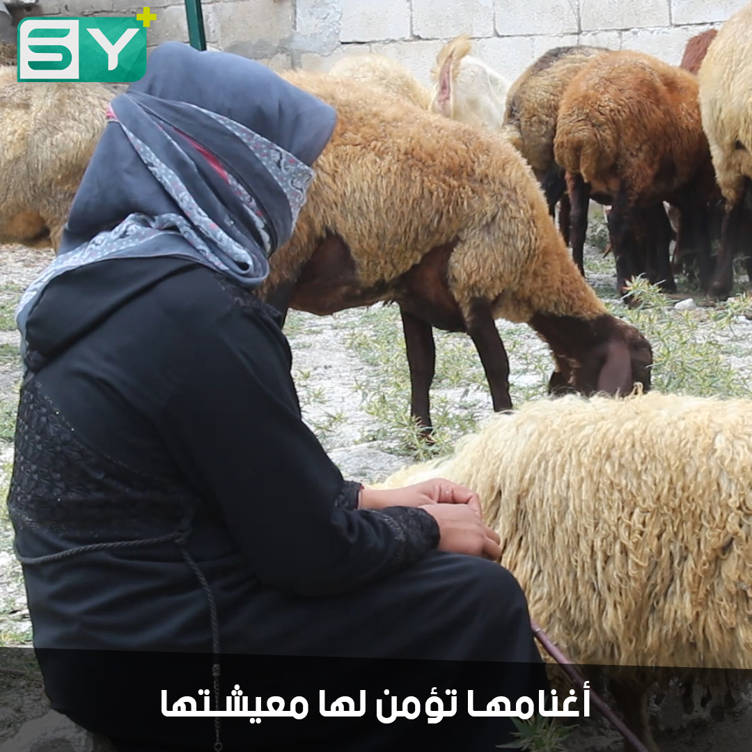 أم محمد.. مربية أغنام تساعد زوجها بتأمين معيشة عائلتها