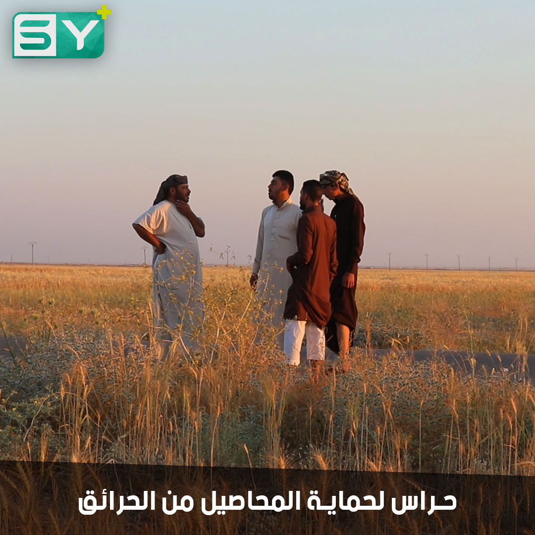 متطوعون يحرسون الأراضي الزراعية في ريف الرقة بعد موجة الحرائق التي تلتهم المحاصيل السورية