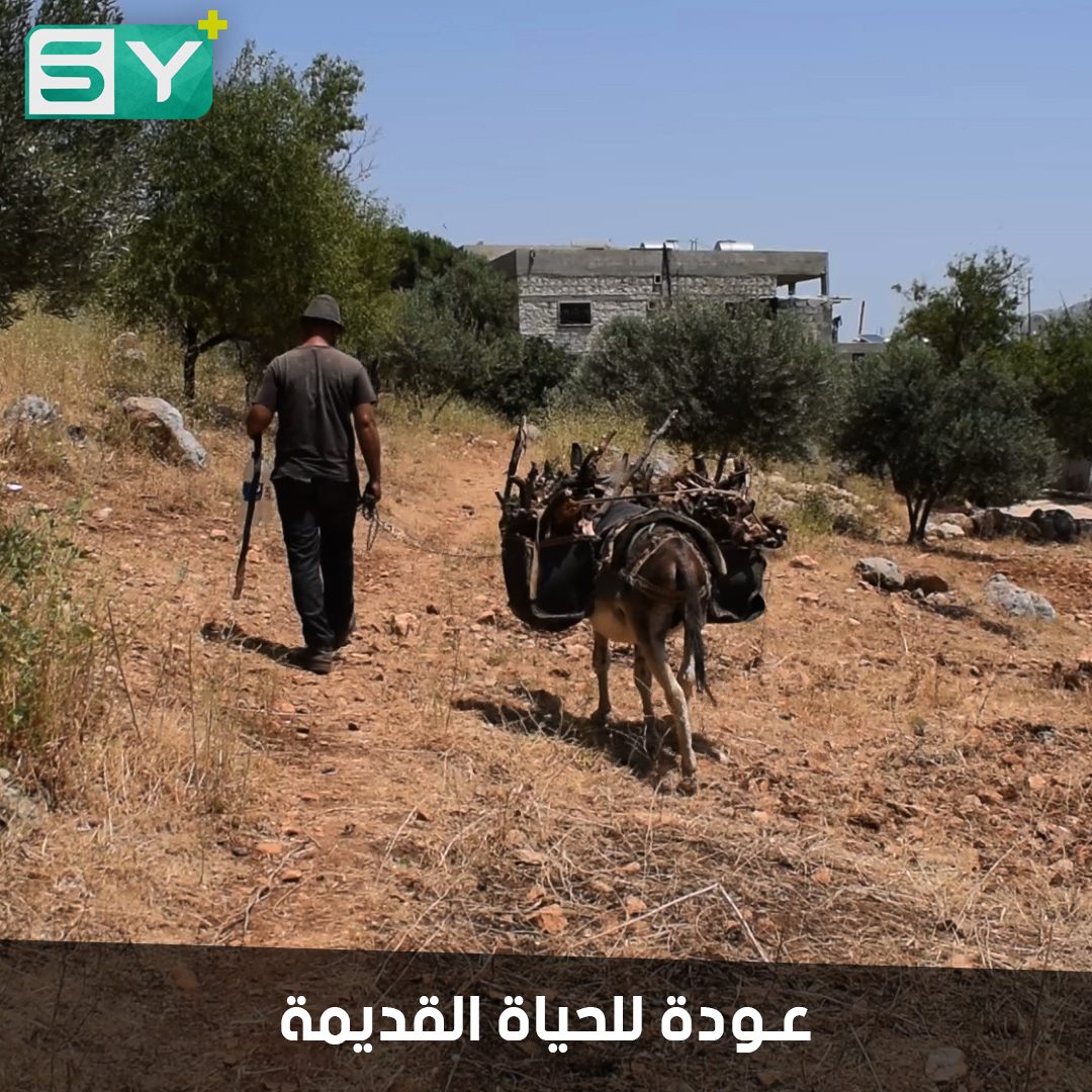أبو محمد.. حطاب يعود للحياة القديمة يستخدم الحمير لنقل الحطب من الجبل