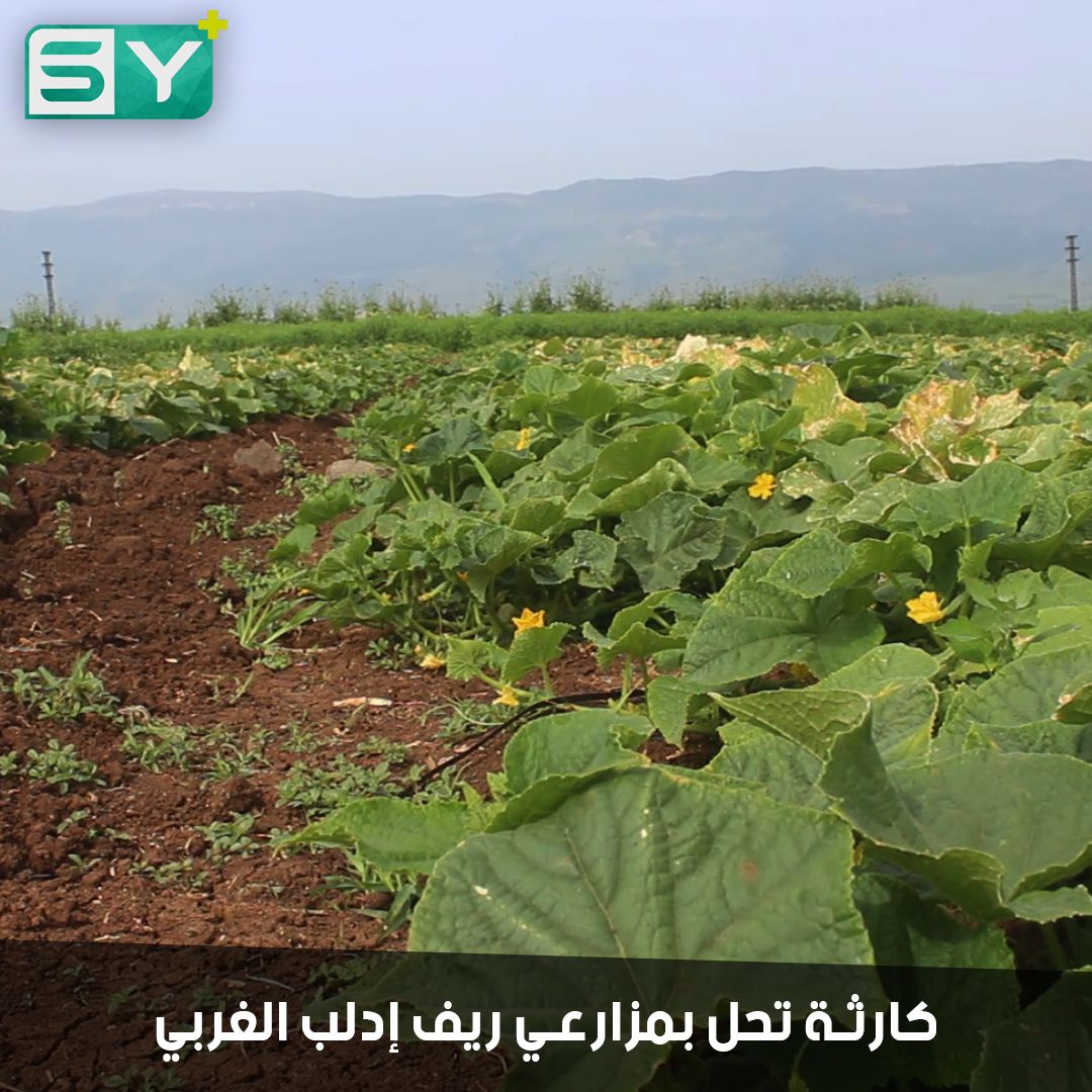 لم تجنِ حتى ثمن تكلفتها.. المزارعون في ريف إدلب يشتكون: خسرنا محاصيلنا