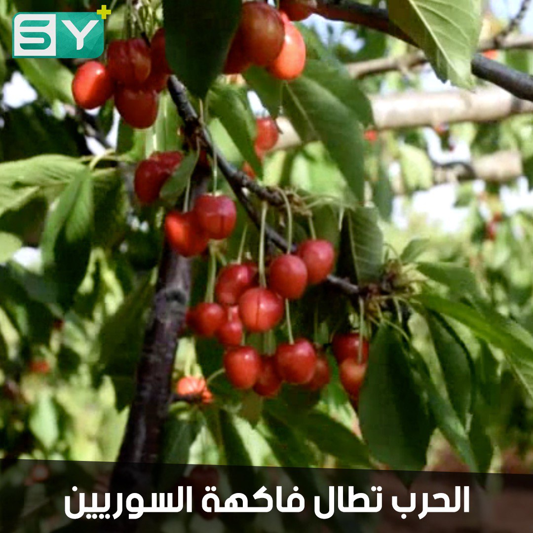 كرز سوريا هذا العام.. انخفاض بالأسعار وصعوبة بالتسويق بسبب الحرب
