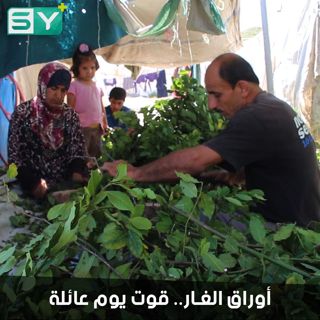 مروة روتو تعمل بقطاف أوراق الغار لتعيل أسرتها