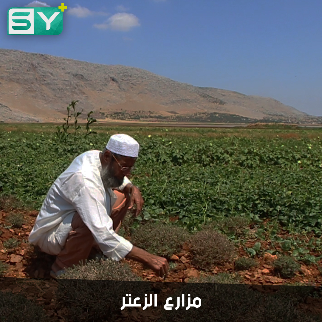 إسماعيل جمعة.. مزارع سبعيني يستثمر نبتة الزعتر البري ليؤمن معيشته