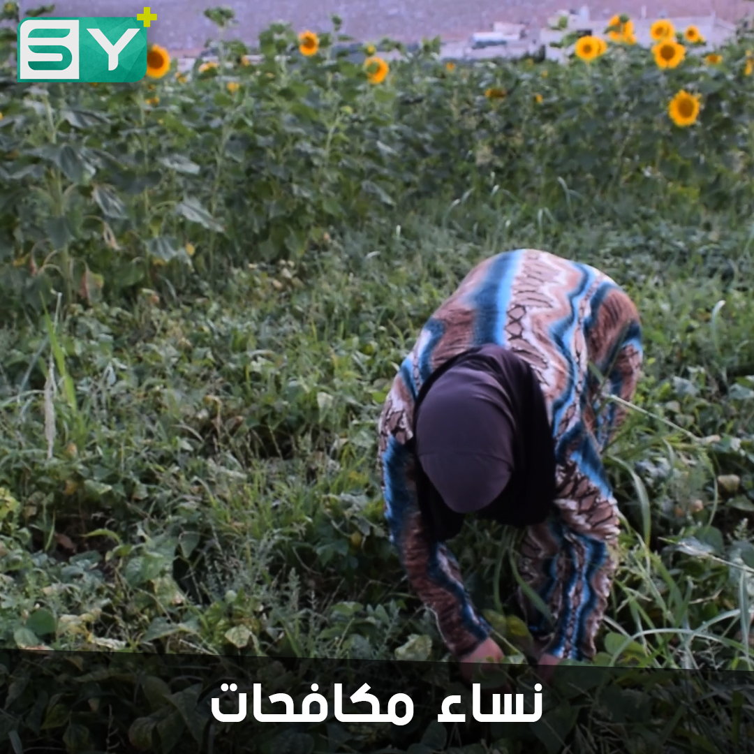 ورشات من النساء تعمل في قطف الخضروات الصيفية بريف إدلب