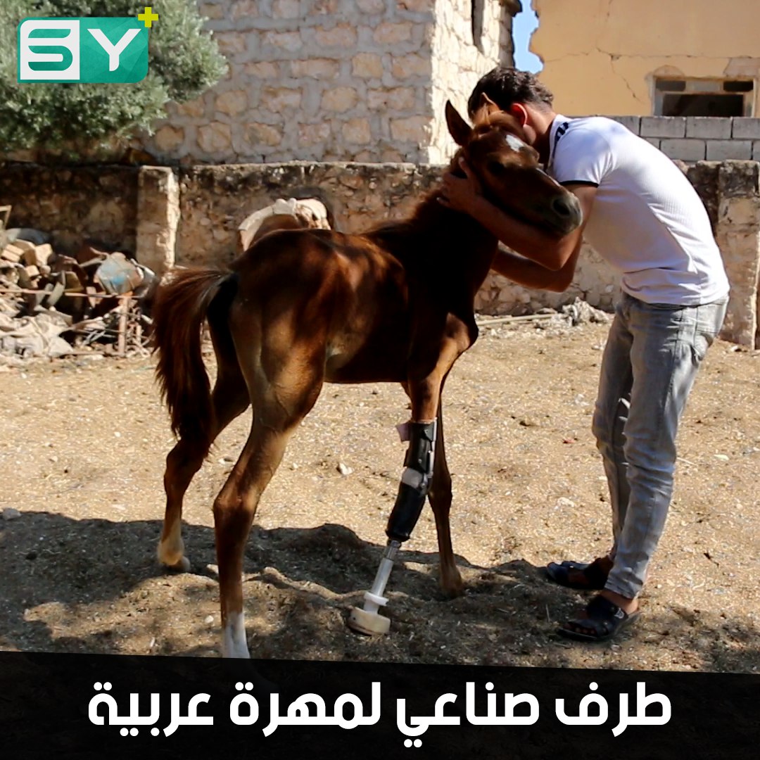 خطوة جديدة على مستوى الوطن العربي.. مركز للأطراف الصناعية يصنع طرفاً لمهرة عربية أصيلة