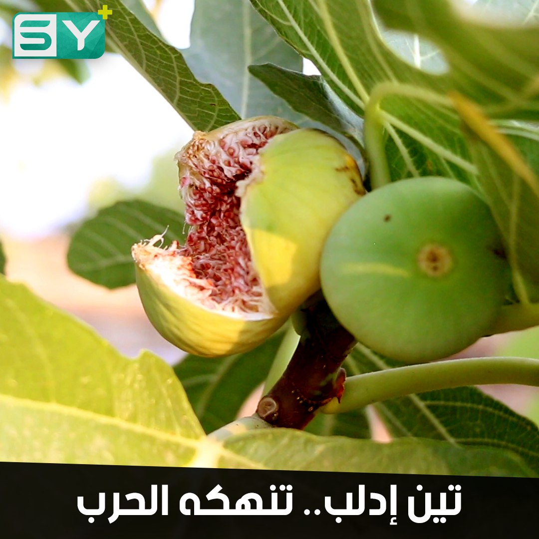 تين إدلب هذه السنة يبقى معظمه دون قطاف بسبب الحرب