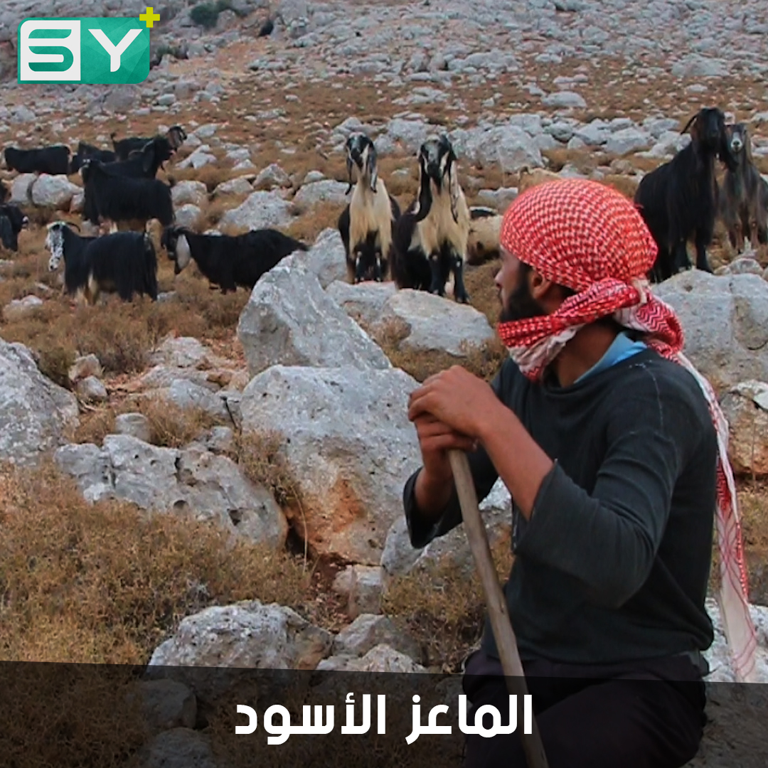 حسن عثمان راعٍ يمضي أيامه في الجبال.. يختص بتربية الماعز الأسود