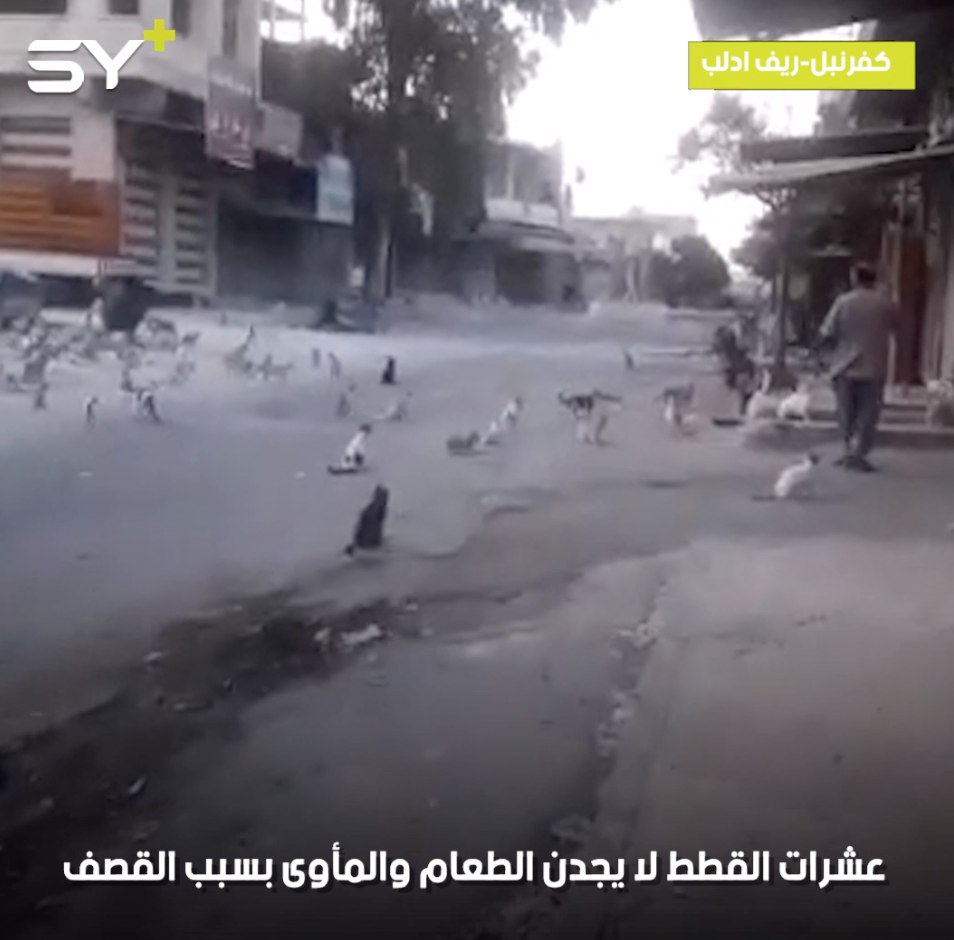 عشرات القطط بلا مأوى أو طعام بسبب القصف ونزوح معظم السكان من مدينة كفرنبل بإدلب