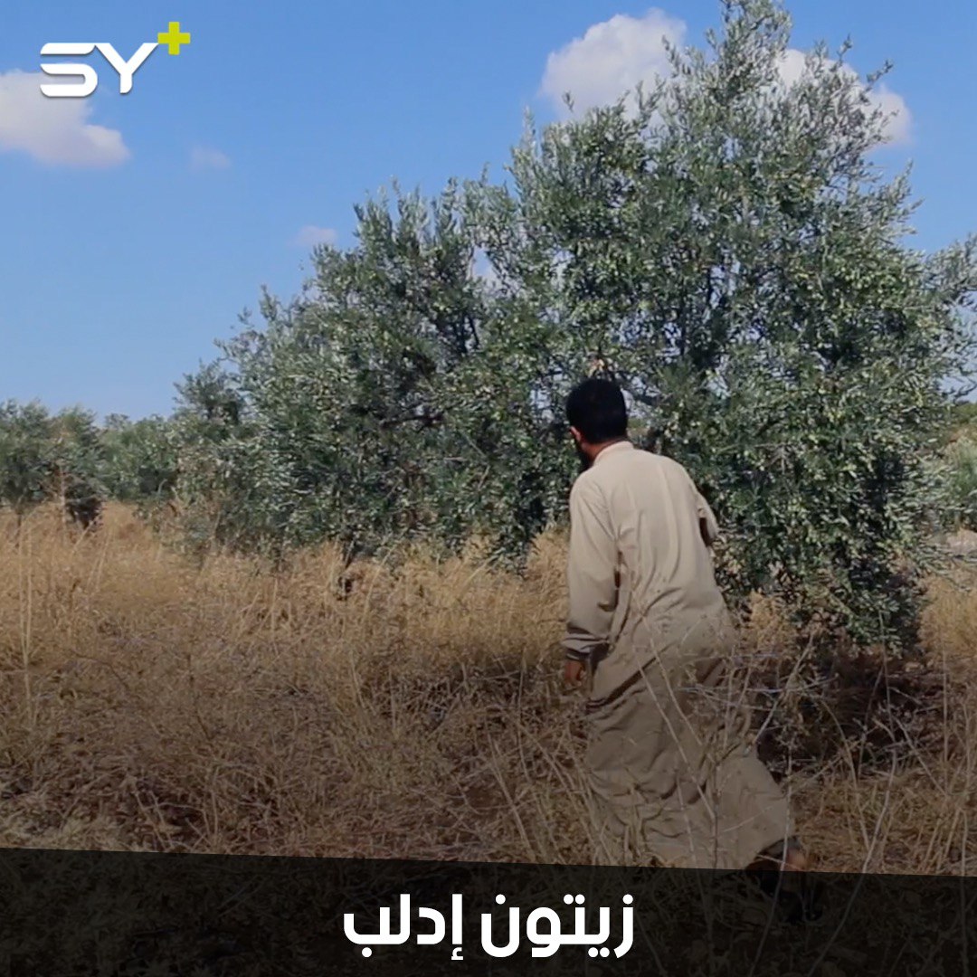 مزارعون يخاطرون بحياتهم.. يقطفون زيتون إدلب تحت القصف