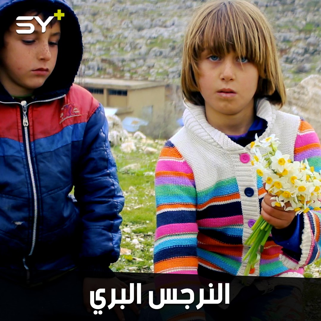 النرجس البري ورائحته الجميلة.. فسحة تسلية لأطفال المخيمات شمال سوريا