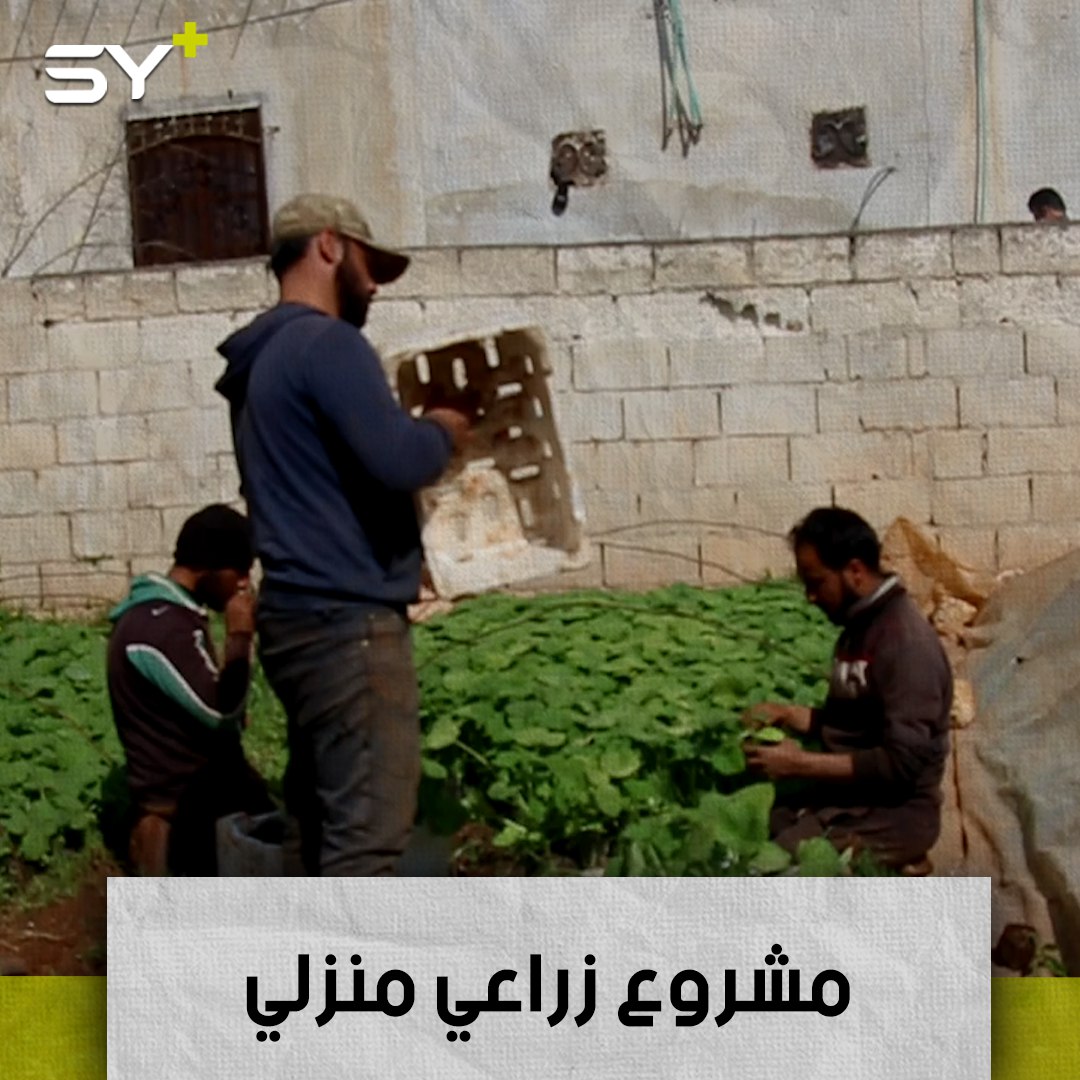 مشروع زراعي في نفق بلاستيكي أسسه ثلاثة إخوة لتأمين معيشتهم ومعيشة عمالهم