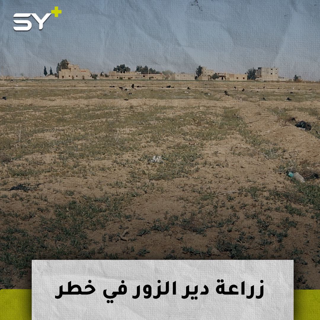 قلة مياه الري تتسبب بأضرار كبيرة في الأراضي الزراعية وخسائر فادحة للفلاحين في دير الزور