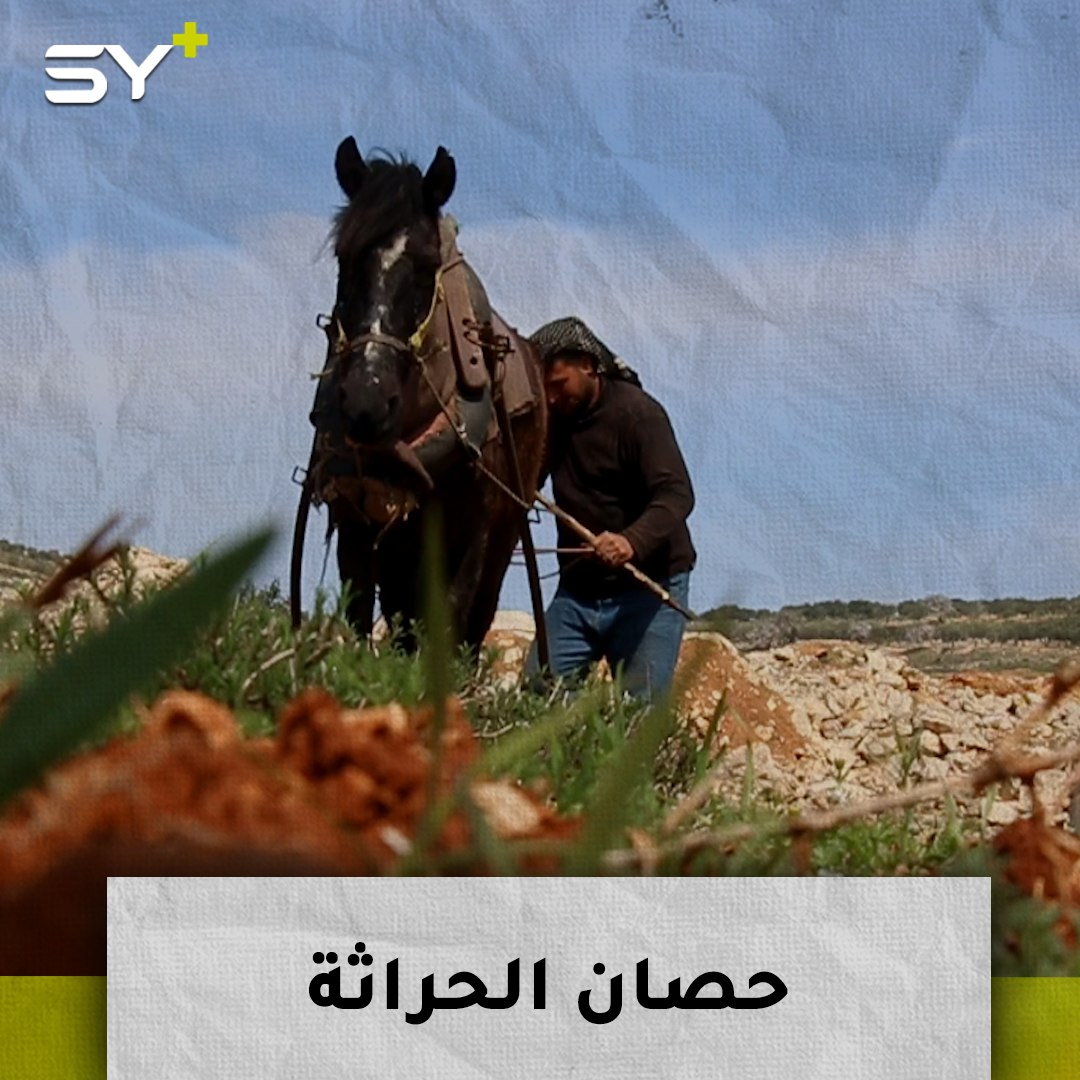الحصان.. مهنة قديمة يحافظ عليها محمد ناصيف رغم تطور أدوات الحراثة