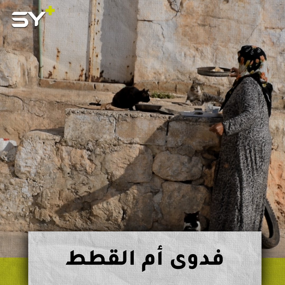 أم جهاد.. سيدة تعشق تربية القطط عادت من نزوحها لتجمع شملها من جديد