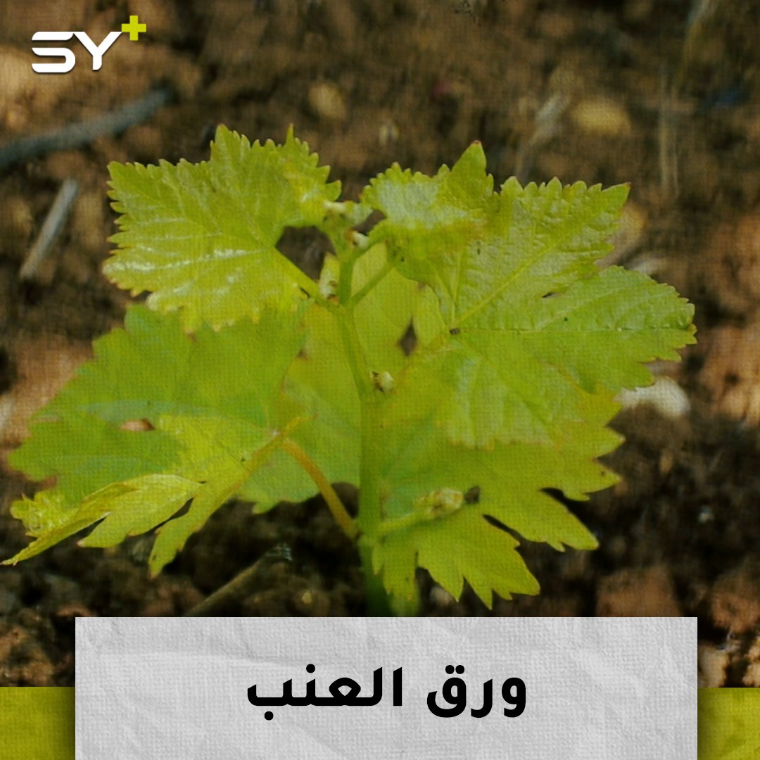 موسم قطاف ورق العنب.. أم رمثان تقطف وتبيع الورق من أرضها لتؤمن معيشة أسرتها