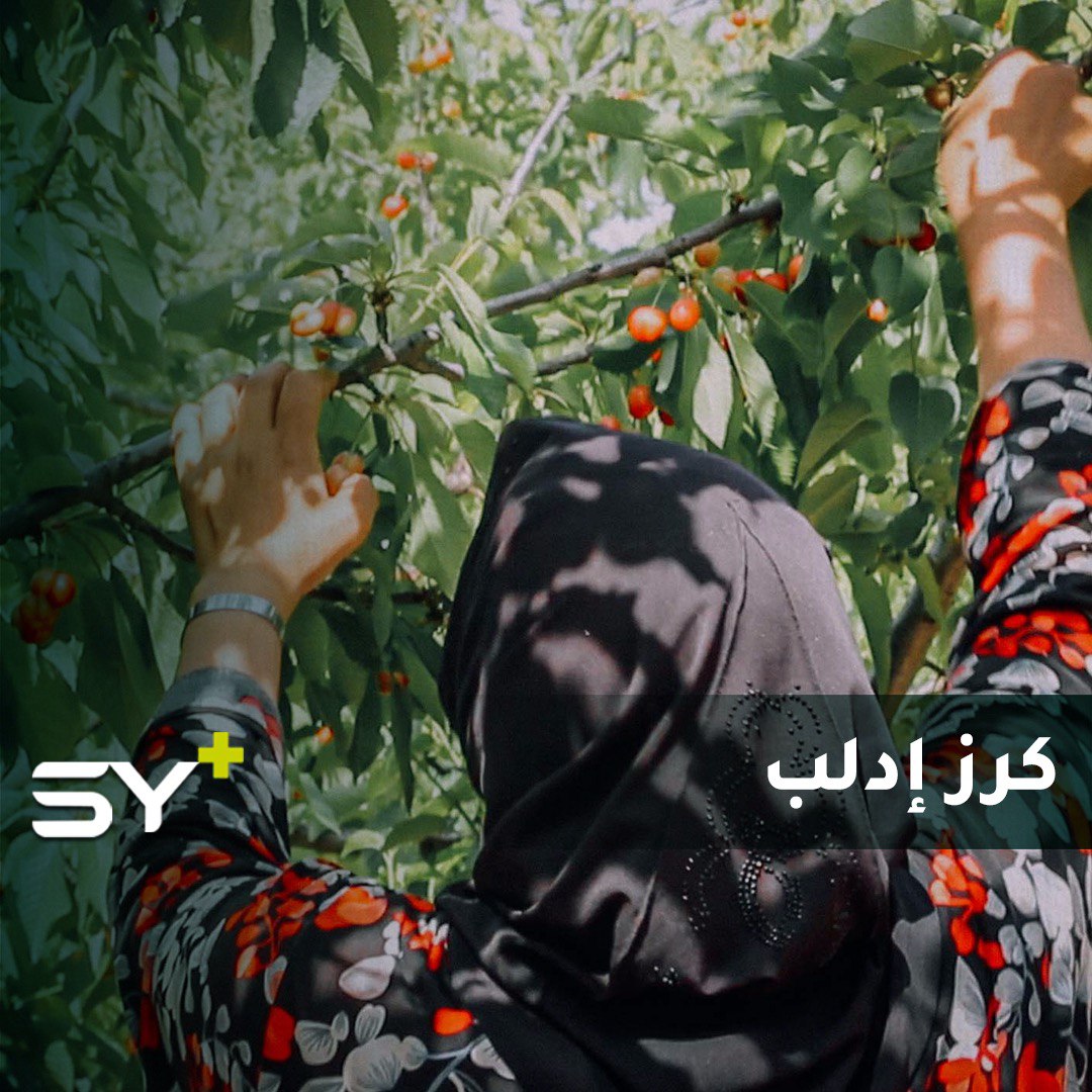 بدء موسم قطاف الكرز في جبل الزاوية بإدلب.. تدهور العملة وضع المزارعين في حيرة